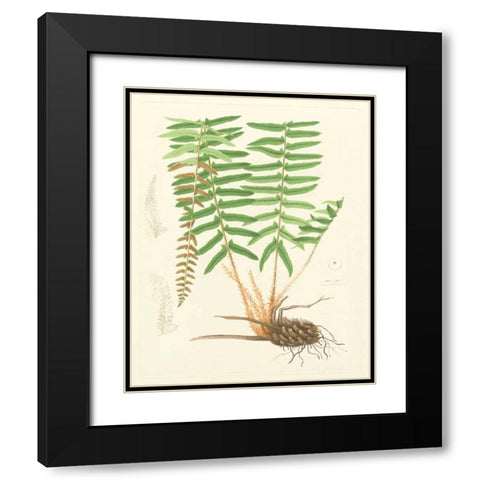 Eaton Ferns IV Black Modern Wood Framed Art Print with Double Matting by Eaton