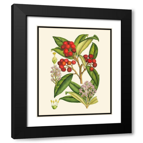 Crimson Berries I Black Modern Wood Framed Art Print with Double Matting by Curtis