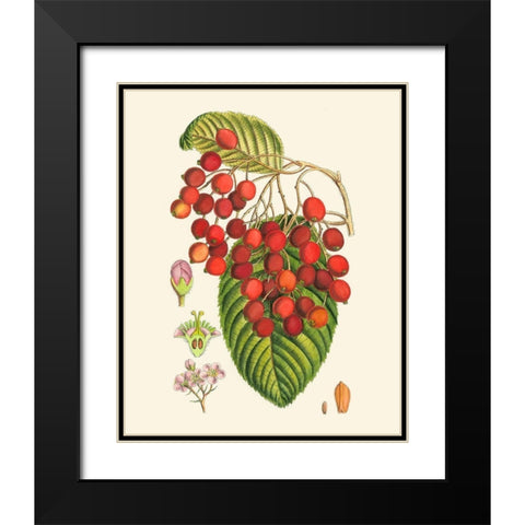 Crimson Berries II Black Modern Wood Framed Art Print with Double Matting by Curtis
