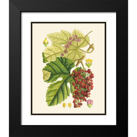 Crimson Berries III Black Modern Wood Framed Art Print with Double Matting by Curtis