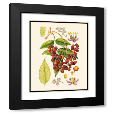 Crimson Berries IV Black Modern Wood Framed Art Print with Double Matting by Curtis