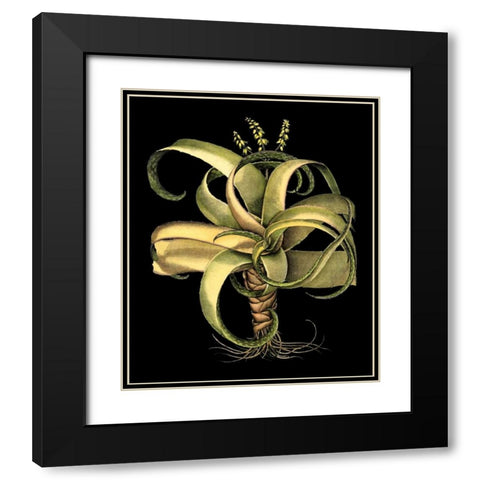 Dramatic Aloe I Black Modern Wood Framed Art Print with Double Matting by Besler, Basilius