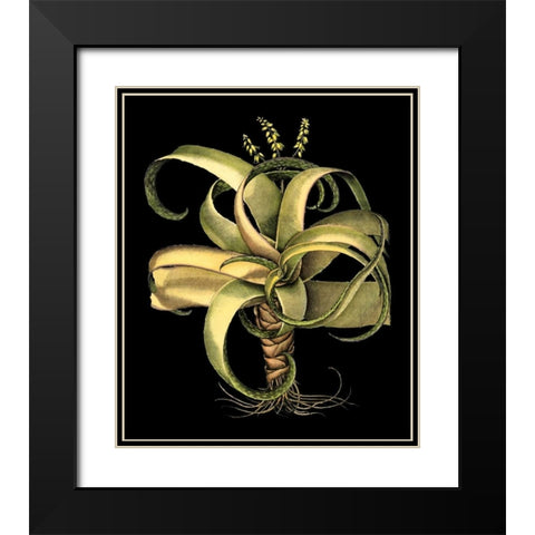 Dramatic Aloe I Black Modern Wood Framed Art Print with Double Matting by Besler, Basilius