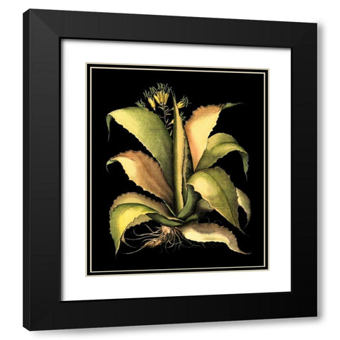 Dramatic Aloe II Black Modern Wood Framed Art Print with Double Matting by Besler, Basilius