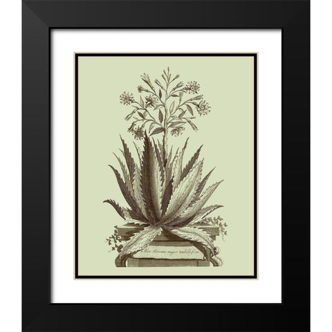 Vintage Aloe I Black Modern Wood Framed Art Print with Double Matting by Munting, Abraham