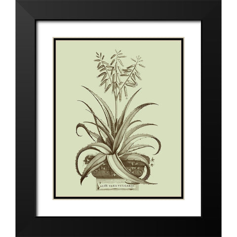 Vintage Aloe II Black Modern Wood Framed Art Print with Double Matting by Munting, Abraham