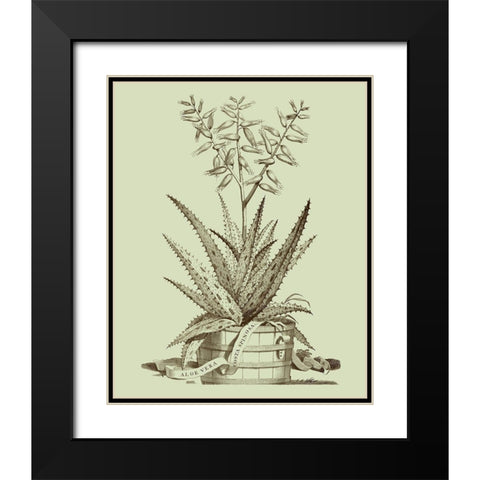 Vintage Aloe III Black Modern Wood Framed Art Print with Double Matting by Munting, Abraham