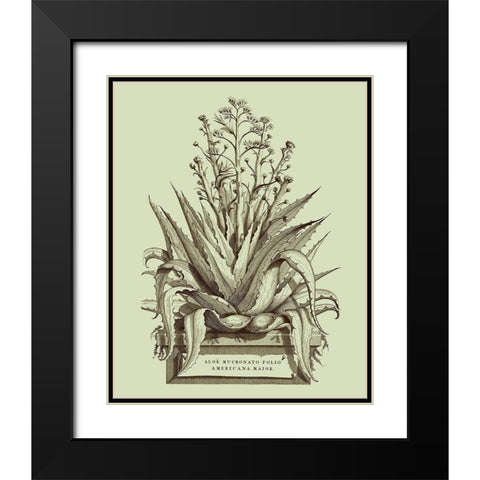 Vintage Aloe IV Black Modern Wood Framed Art Print with Double Matting by Munting, Abraham