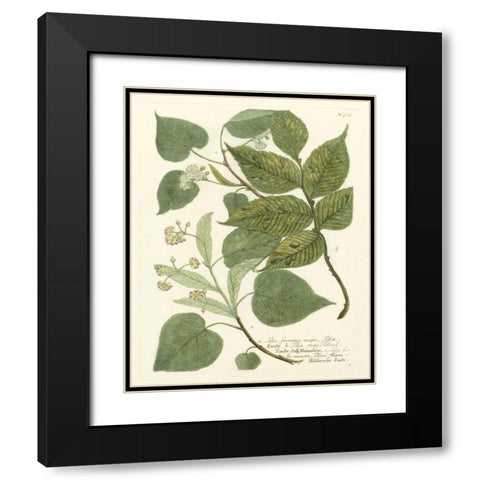 Weinmann Greenery III Black Modern Wood Framed Art Print with Double Matting by Weinmann