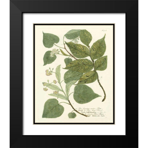 Weinmann Greenery III Black Modern Wood Framed Art Print with Double Matting by Weinmann