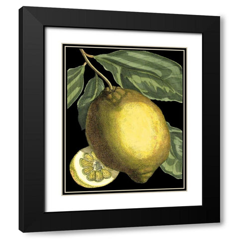 Fragrant Citrus II Black Modern Wood Framed Art Print with Double Matting by Volckamer, Johann C.