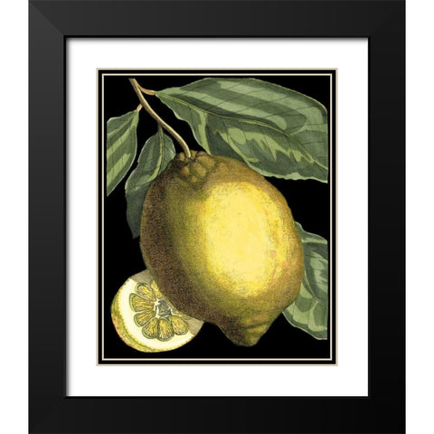 Fragrant Citrus II Black Modern Wood Framed Art Print with Double Matting by Volckamer, Johann C.