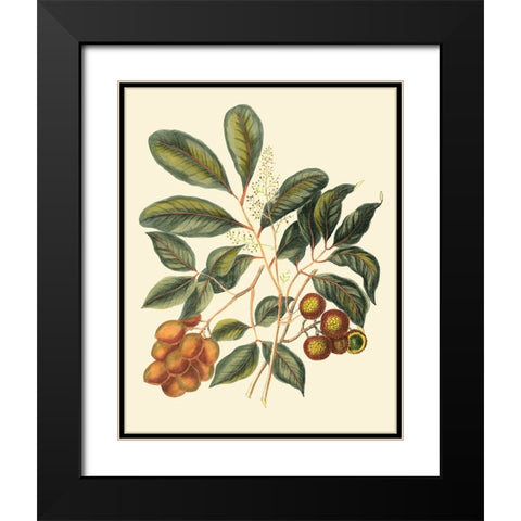 Foliage Flowers And Fruit I Black Modern Wood Framed Art Print with Double Matting by Vision Studio