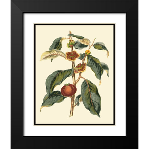 Foliage Flowers And Fruit II Black Modern Wood Framed Art Print with Double Matting by Vision Studio