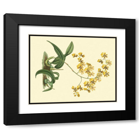 Antique Orchid Study I Black Modern Wood Framed Art Print with Double Matting by Edwards, Sydenham