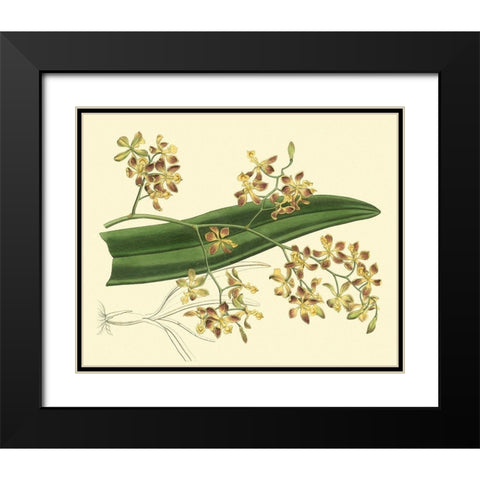 Antique Orchid Study II Black Modern Wood Framed Art Print with Double Matting by Edwards, Sydenham