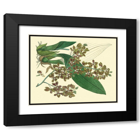Antique Orchid Study III  Black Modern Wood Framed Art Print with Double Matting by Edwards, Sydenham