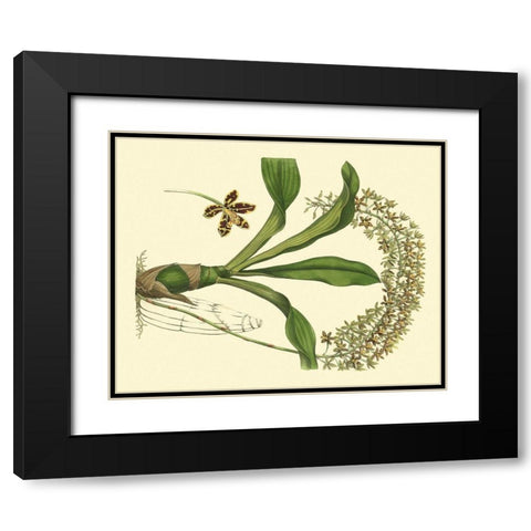 Antique Orchid Study IV Black Modern Wood Framed Art Print with Double Matting by Edwards, Sydenham