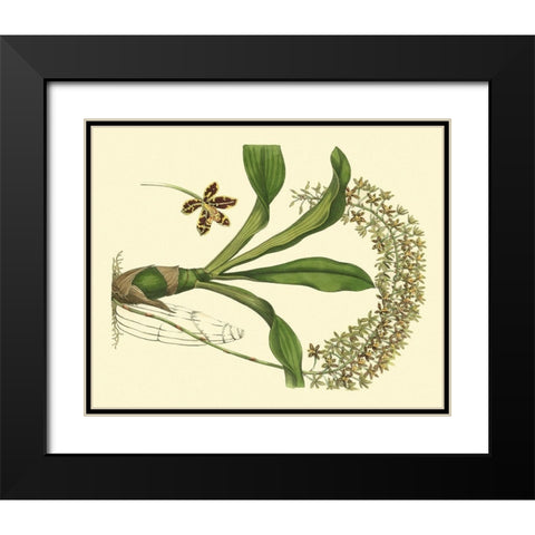 Antique Orchid Study IV Black Modern Wood Framed Art Print with Double Matting by Edwards, Sydenham