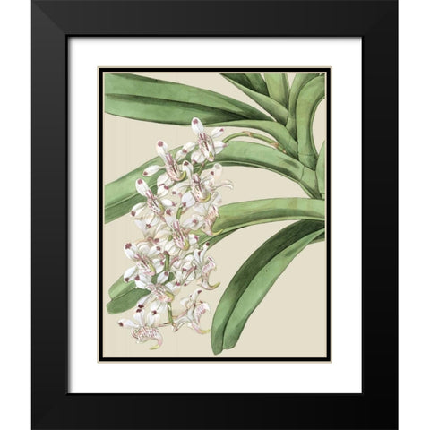 Orchid Blooms I Black Modern Wood Framed Art Print with Double Matting by Vision Studio