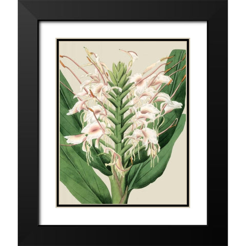 Orchid Blooms IV Black Modern Wood Framed Art Print with Double Matting by Vision Studio