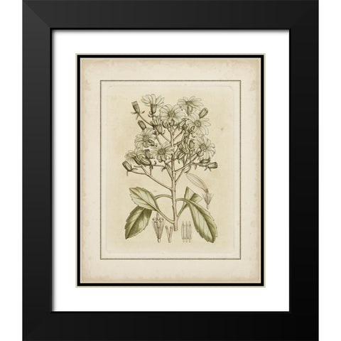 Tinted Botanical I Black Modern Wood Framed Art Print with Double Matting by Curtis