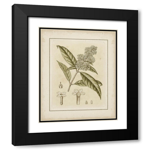 Tinted Botanical II Black Modern Wood Framed Art Print with Double Matting by Curtis