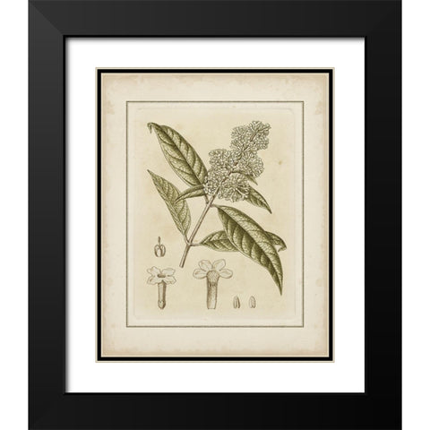 Tinted Botanical II Black Modern Wood Framed Art Print with Double Matting by Curtis