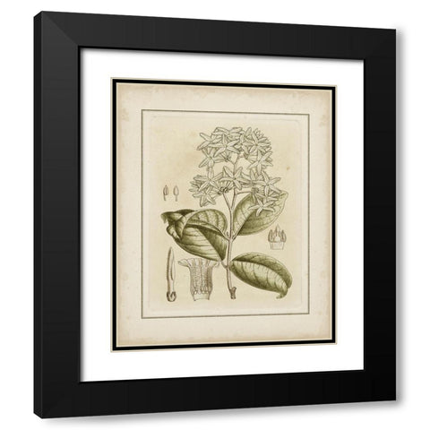 Tinted Botanical III Black Modern Wood Framed Art Print with Double Matting by Curtis