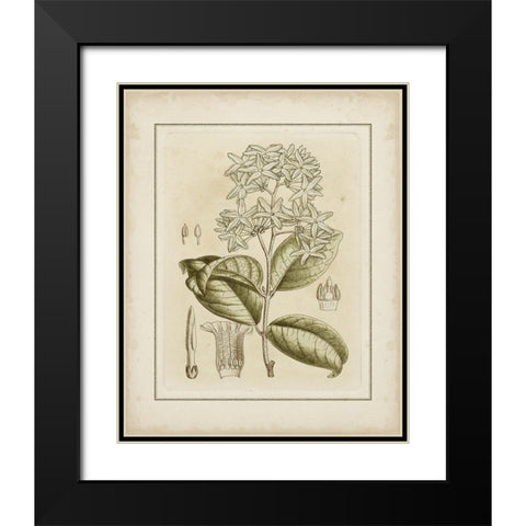 Tinted Botanical III Black Modern Wood Framed Art Print with Double Matting by Curtis