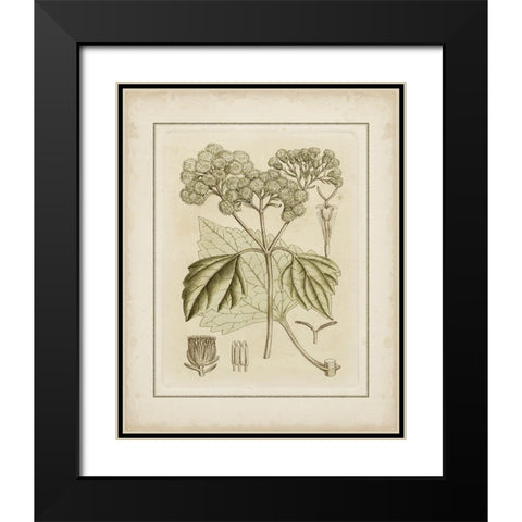 Tinted Botanical IV  Black Modern Wood Framed Art Print with Double Matting by Curtis