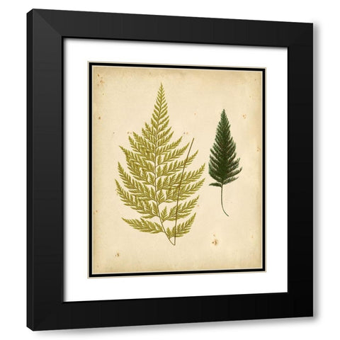 Cottage Ferns I Black Modern Wood Framed Art Print with Double Matting by Lowe