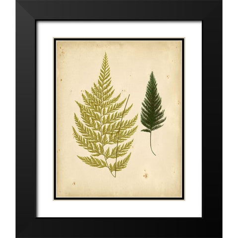 Cottage Ferns I Black Modern Wood Framed Art Print with Double Matting by Lowe