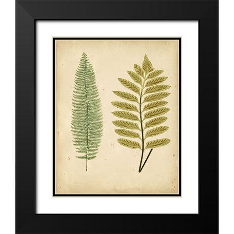 Cottage Ferns II Black Modern Wood Framed Art Print with Double Matting by Lowe