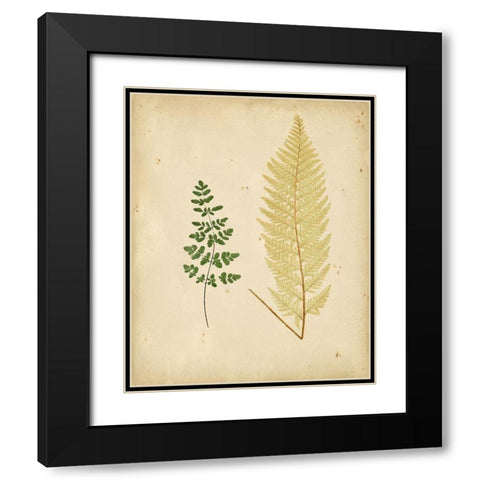 Cottage Ferns IV Black Modern Wood Framed Art Print with Double Matting by Lowe