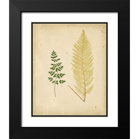 Cottage Ferns IV Black Modern Wood Framed Art Print with Double Matting by Lowe