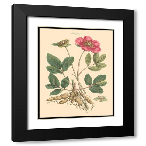Blushing Pink Florals I Black Modern Wood Framed Art Print with Double Matting by Miller, John