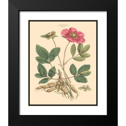 Blushing Pink Florals I Black Modern Wood Framed Art Print with Double Matting by Miller, John