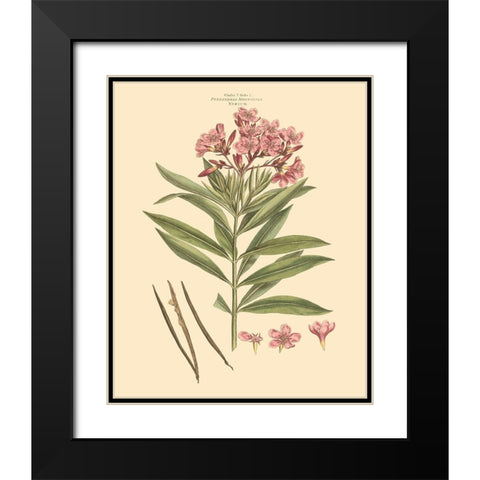Blushing Pink Florals III Black Modern Wood Framed Art Print with Double Matting by Miller, John