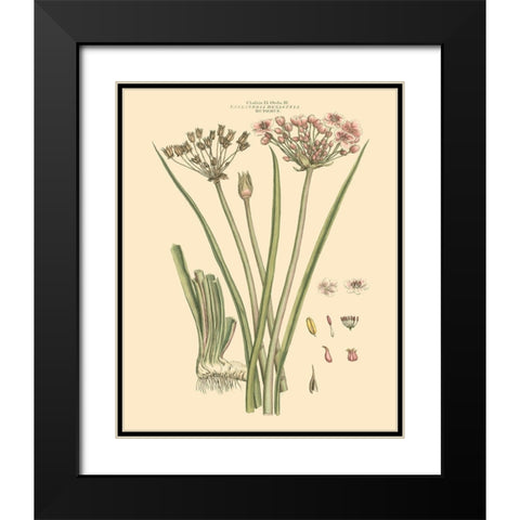 Blushing Pink Florals VIII Black Modern Wood Framed Art Print with Double Matting by Miller, John