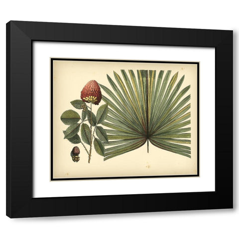 Antique Brazilian Palm Black Modern Wood Framed Art Print with Double Matting by Sloane, Sir Hans