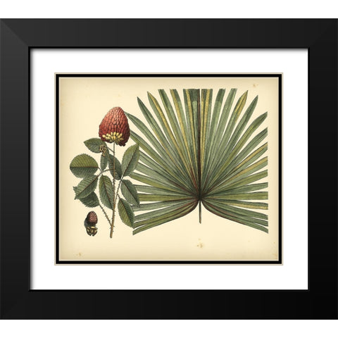 Antique Brazilian Palm Black Modern Wood Framed Art Print with Double Matting by Sloane, Sir Hans