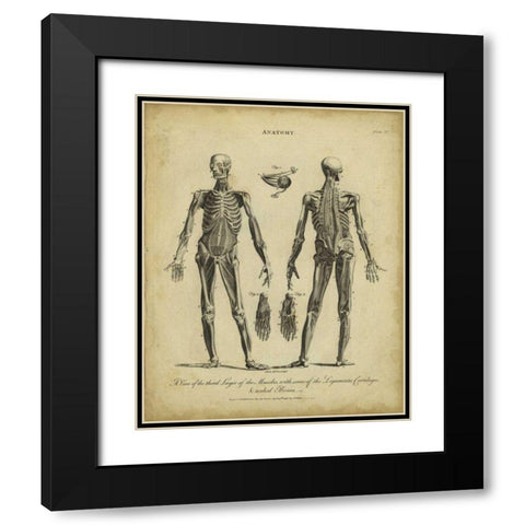 Anatomy Study II Black Modern Wood Framed Art Print with Double Matting by Wilkes