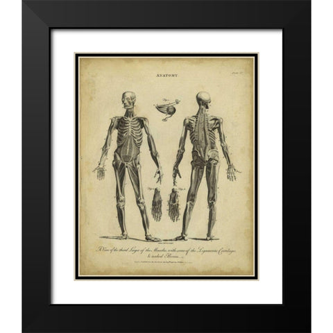 Anatomy Study II Black Modern Wood Framed Art Print with Double Matting by Wilkes