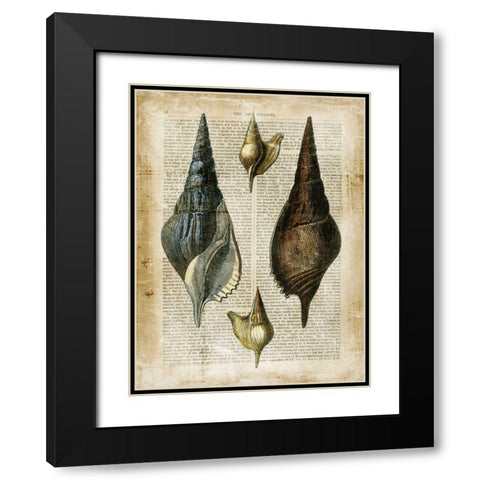 Antiquarian Seashells II Black Modern Wood Framed Art Print with Double Matting by Vision Studio