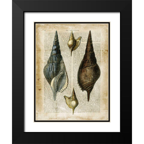 Antiquarian Seashells II Black Modern Wood Framed Art Print with Double Matting by Vision Studio