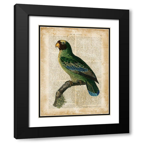 Antiquarian Birds VI Black Modern Wood Framed Art Print with Double Matting by Vision Studio