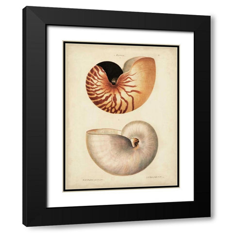 Antique Nautilus I Black Modern Wood Framed Art Print with Double Matting by Knorr