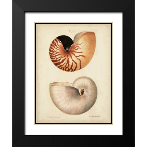 Antique Nautilus I Black Modern Wood Framed Art Print with Double Matting by Knorr