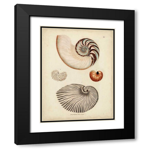 Antique Nautilus II Black Modern Wood Framed Art Print with Double Matting by Knorr